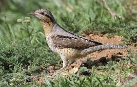 Image result for Jynx torquilla