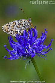 Attēlu rezultāti vaicājumam “Melitaea phoebe”