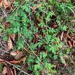 Attēlu rezultāti vaicājumam “Rosa subcanina”