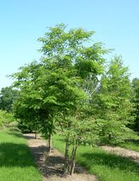 Attēlu rezultāti vaicājumam “Gymnocladus dioicus”