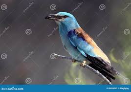 Attēlu rezultāti vaicājumam “Coracias garrulus”