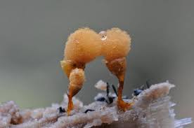 Attēlu rezultāti vaicājumam “Hemitrichia sordivesiculosa macro”