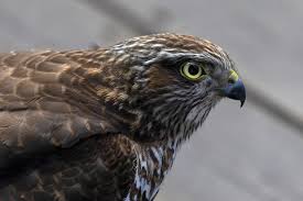 Attēlu rezultāti vaicājumam “Accipiter nisus female”