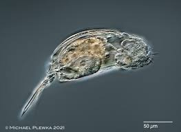 Attēlu rezultāti vaicājumam “Mucronella subtilis”