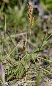 Attēlu rezultāti vaicājumam “Carex arenaria  flower”