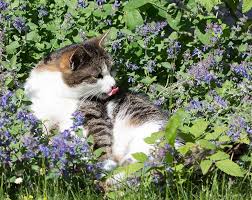 Image result for Katzenminze