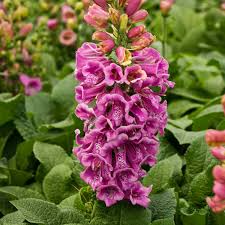 Attēlu rezultāti vaicājumam “Digitalis purpurea”