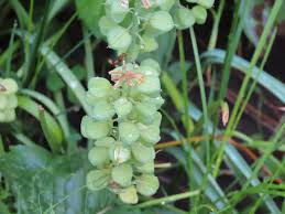 Attēlu rezultāti vaicājumam “Muscari botryoides flower”