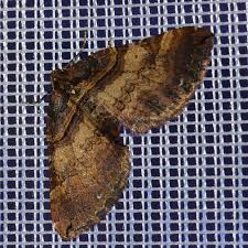 Attēlu rezultāti vaicājumam “Earophila badiata”