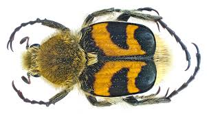 Attēlu rezultāti vaicājumam “Trichius fasciatus”