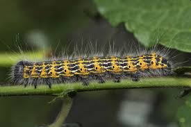 Attēlu rezultāti vaicājumam “Phalera bucephala imago”