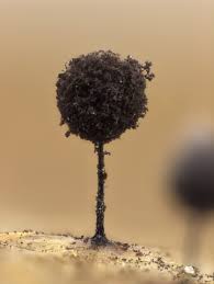 Attēlu rezultāti vaicājumam “Collaria rubens”