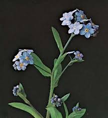 Attēlu rezultāti vaicājumam “Boraginaceae”