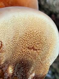 Attēlu rezultāti vaicājumam “Phellinus ferruginosus”