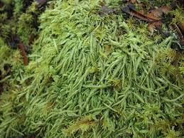 Attēlu rezultāti vaicājumam “Plagiothecium undulatum”