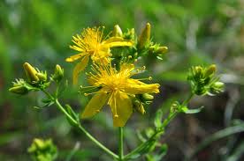 Attēlu rezultāti vaicājumam “Hypericum maculatum”