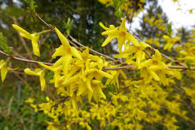 Attēlu rezultāti vaicājumam “Forsythia suspensa flower”