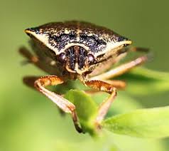 Attēlu rezultāti vaicājumam “Pinthaeus sanguinipes imago”