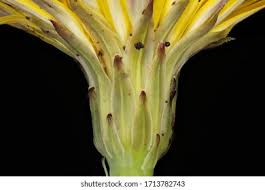 Attēlu rezultāti vaicājumam “Hypochaeris radicata bud”