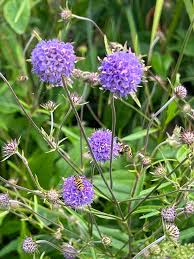 Attēlu rezultāti vaicājumam “Succisa pratensis”