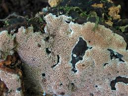 Attēlu rezultāti vaicājumam “Junghuhnia collabens”