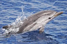 Image result for Stenella coeruleoalba