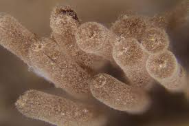 Attēlu rezultāti vaicājumam “Stemonitis flavogenita macro”