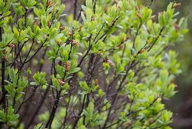 Attēlu rezultāti vaicājumam “Myrica gale bud”