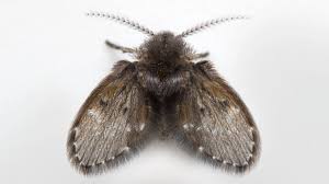 Attēlu rezultāti vaicājumam “Psychodidae”