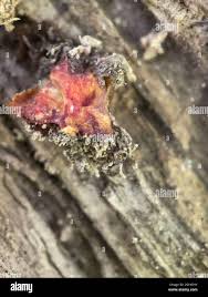 Attēlu rezultāti vaicājumam “Polycephalomyces tomentosus”