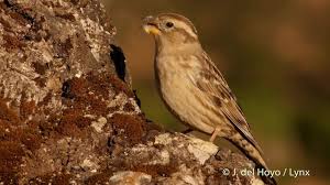 Image result for Petronia petronia