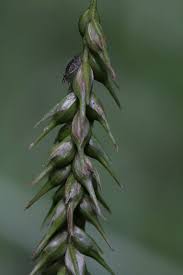 Attēlu rezultāti vaicājumam “Carex sylvatica”