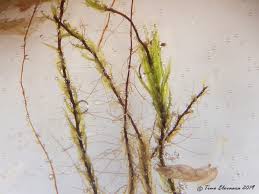 Attēlu rezultāti vaicājumam “Pohlia sphagnicola”