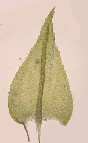 Attēlu rezultāti vaicājumam “Eurhynchium praelongum”