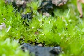 Attēlu rezultāti vaicājumam “Funaria hygrometrica”