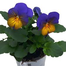 Image result for Hornveilchen