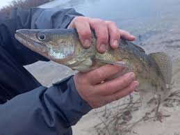 Image result for Sander lucioperca