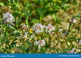 Attēlu rezultāti vaicājumam “Astragalus arenarius fruit”