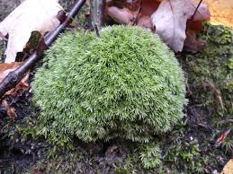 Attēlu rezultāti vaicājumam “Leucobryum glaucum”