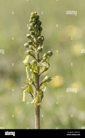 Attēlu rezultāti vaicājumam “Listera ovata bud”