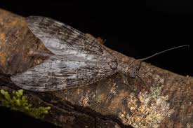 Attēlu rezultāti vaicājumam “Megaloptera”