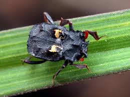 Attēlu rezultāti vaicājumam “Histeridae”