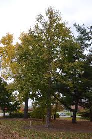 Attēlu rezultāti vaicājumam “Corylus colurna”