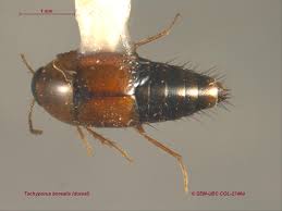 Attēlu rezultāti vaicājumam “Tachyporus sp.”