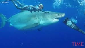 Image result for Deep Blue Diving