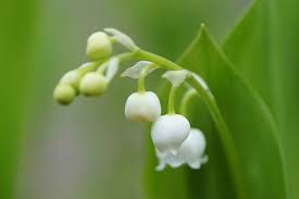 Attēlu rezultāti vaicājumam “Convallaria majalis bud”