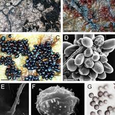 Attēlu rezultāti vaicājumam “Badhamia lilacina macro”