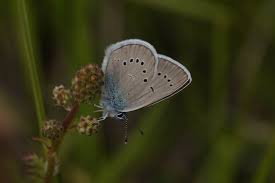 Attēlu rezultāti vaicājumam “Cyaniris semiargus”