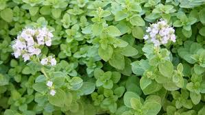 Image result for Majoran