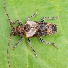 Attēlu rezultāti vaicājumam “Pogonocherus hispidulus”